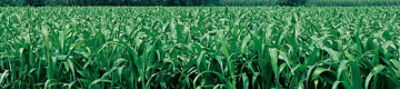 IMG_SORGO4_D